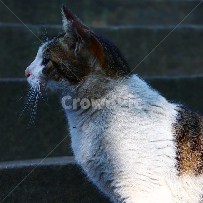 길고양이,고양이,동물,straycat,cat,animal