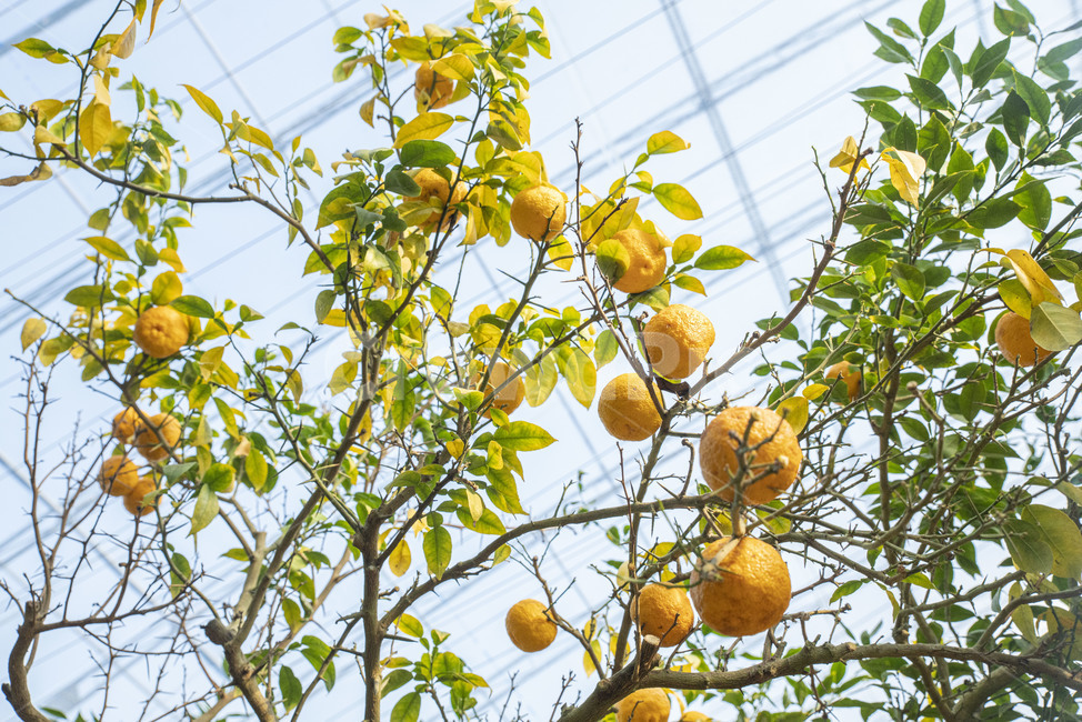 이화원,식물원,유자,유자나무,열매,감귤류과일,과일,fruit,음식,food,plant,식물,citrusfruit,과일,열매,fruit