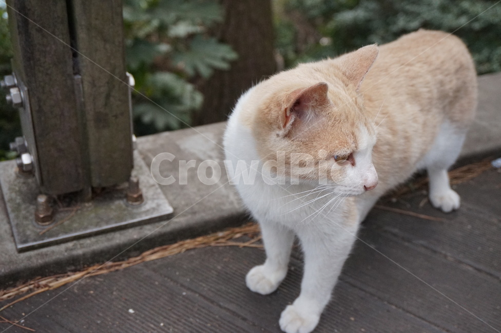 고양이,길냥이,길고양이,cat,kitten,동물,animal,포유류,mammal,고양이,cat,kitten,kitty