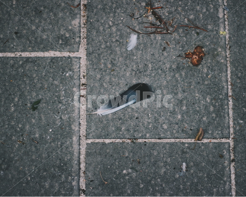 깃털,도보,road,feather,바닥,낙엽,fallenleaves,쓸쓸함,감성,감성,sensible,feeling