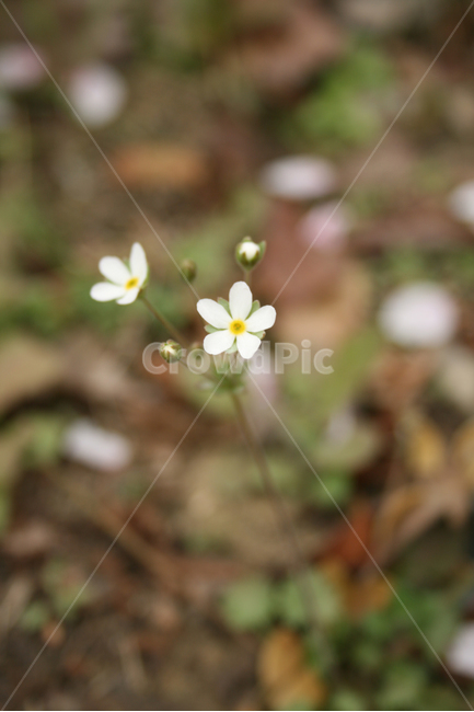 봄맞이꽃,봄꽃,봄,봄날,감성,spring,flower,공원,풍경,식물,새싹,잎,초록,꽃,봄,계절,spring,season,식물,자연,plants,nature,꽃,flower,plant,blossom,geranium,제라늄