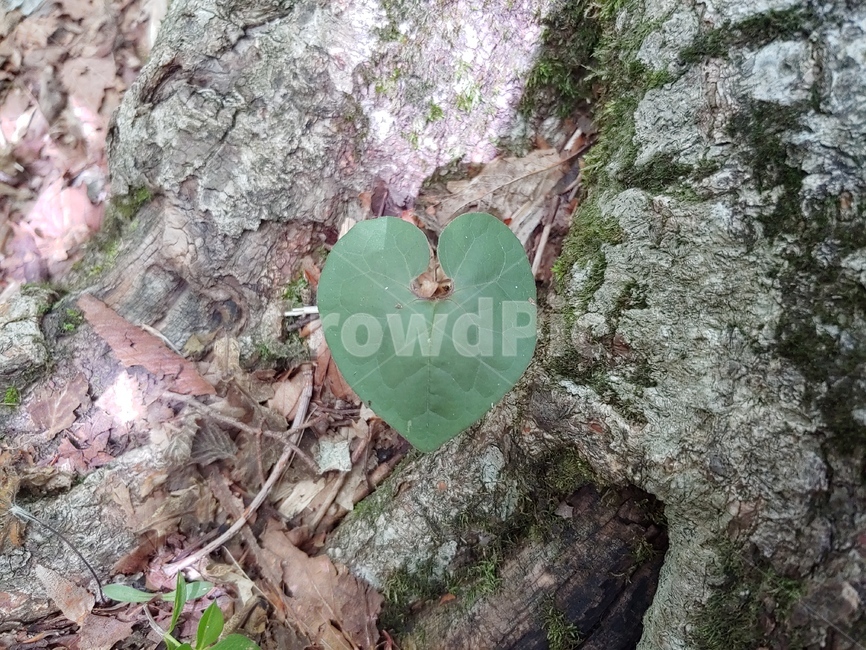 들풀,야생화,숲속,풀,하트,shape,heart,green,woods,plant,식물,자연,nature,환경,environment