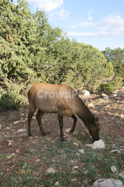 animal,동물,wildlife,야생동물,사슴,deer,포유류,그랜드캐년,grandcanyon,동물,animal,포유류,mammal