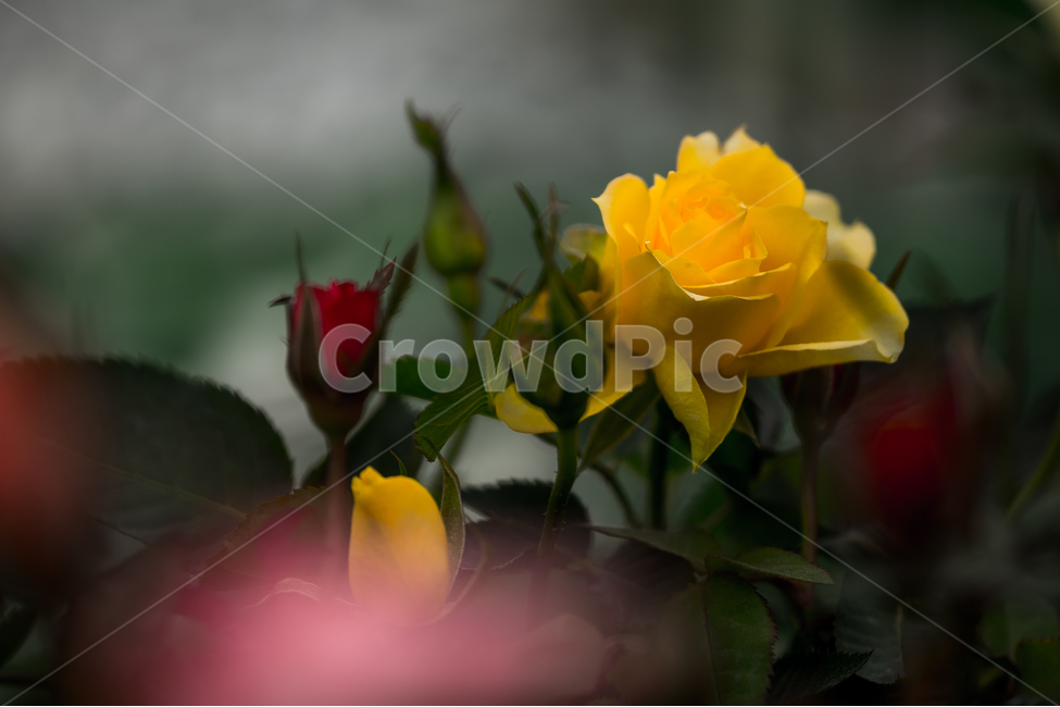 장미,노란장미,식물,자연,flower,식물,자연,plants,nature,꽃,flower