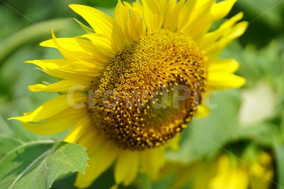 해바라기,해바라기꽃,꽃,꽃사진,플라워,flower,flowers,sunflower,자연,nature,식물,plant,이파리,꽃잎,감성,감성사진,힐링,힐링사진,스냅,스냅사진,스넵,스넵사진,snap,snapshot,느낌,분위기,여름,summer,8월,여름꽃,feel,feeling,계절,season,화단,꽃밭,노랑색,노란색,색깔,칼라,color,색감,한국의자연,한국자연,korea,초가을,늦여름,autumn,fall,9월,September,가을꽃,여름,계절,summer,season,식물,자연,plants,nature,꽃,flower,blossom