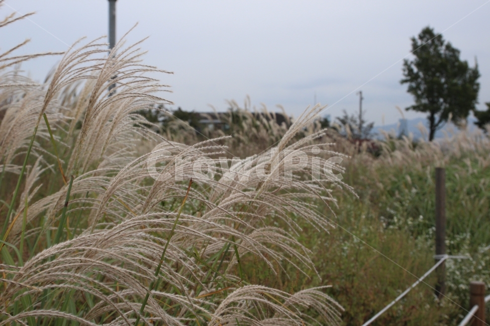 하늘공원,억새,억새사진,풍경,가을,하늘공원사진,가을,계절,fall,autumn,season,식물,자연,plants,nature,plant,grass,잔디,lawn