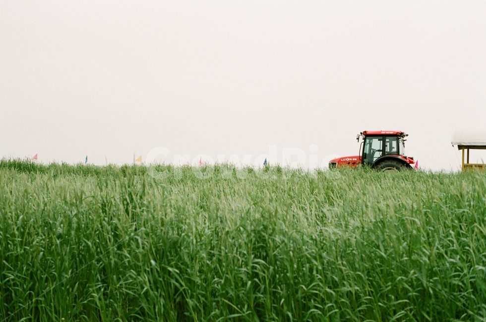 호밀밭,호밀,트랙터,rye,tractor
