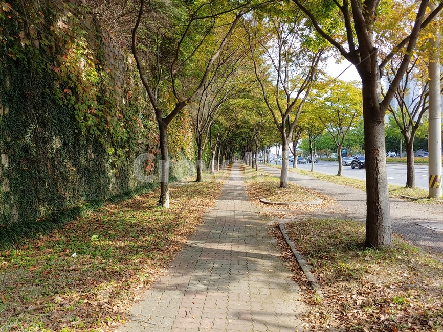 tree,나무,plant,나무줄기,통로,식물,가을,계절,fall,autumn,season,tree trunk,나무 줄기,path