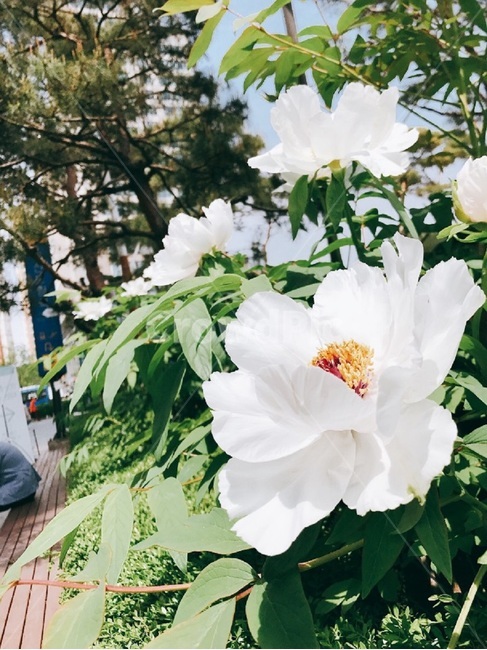 따스함,꽃,포근함,봄,여유로움,식물,자연,plants,nature,꽃,flower