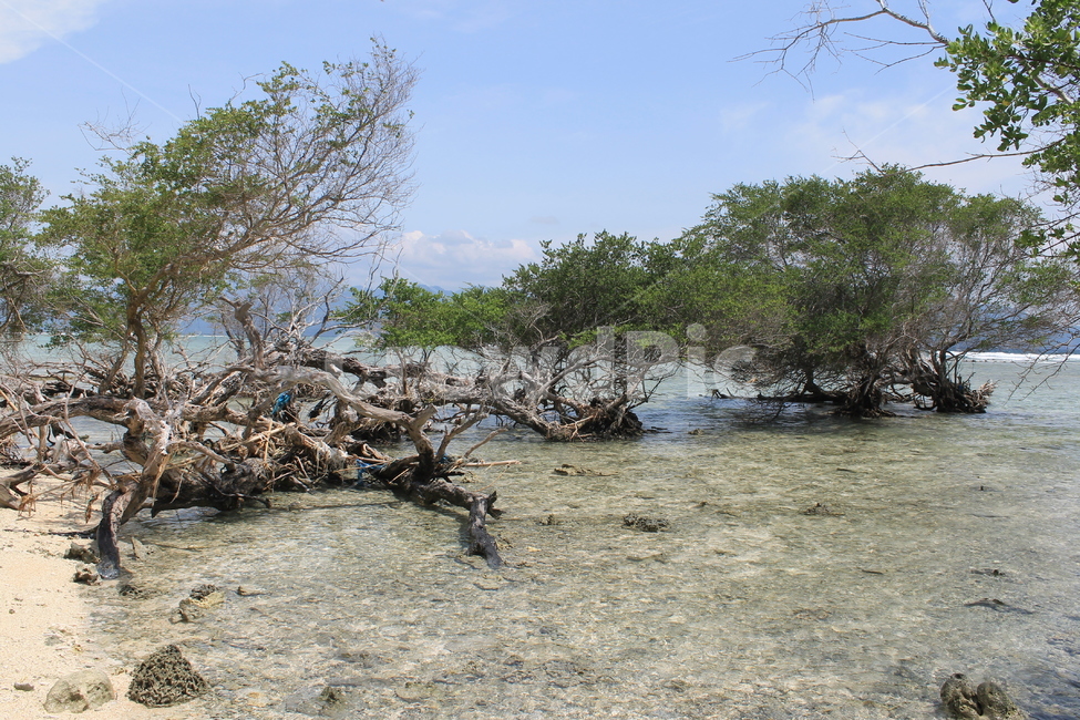 인도네시아,길리,해변,나무,나무해변,indonesia,gili,beach,beachandtree,vacation,nature,sea,고즈넉