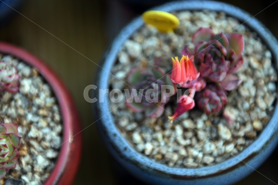 다육이,다육,다육식물,화분,식물,화초,배경,자연,plants,취미,그린,환경,키우기,아름다운,화려한,생명,생활,background,식물,자연,plants,nature