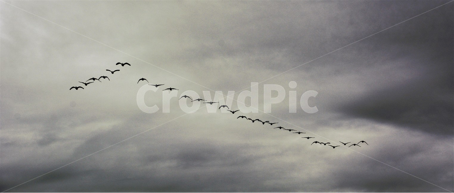 철새,하늘,철새가족,철새이동,자연,동물,animal,조류,새,birds,흑백,모노톤,monochrome,black and white