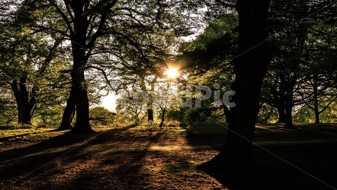 자연,공원,햇빛,풍경,nature,park,sun,sunlight,자연,풍경,nature,landscape,휴식,힐링,rest,relaxation,healing,light,빛,flare,플레어