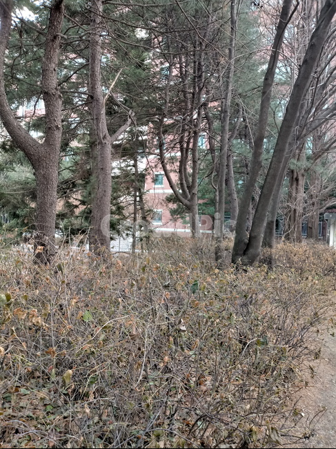 나무,식물,plant,tree,treetrunk,나무줄기,자연,큰나무,식물,자연,plants,nature,나무,trees,wood