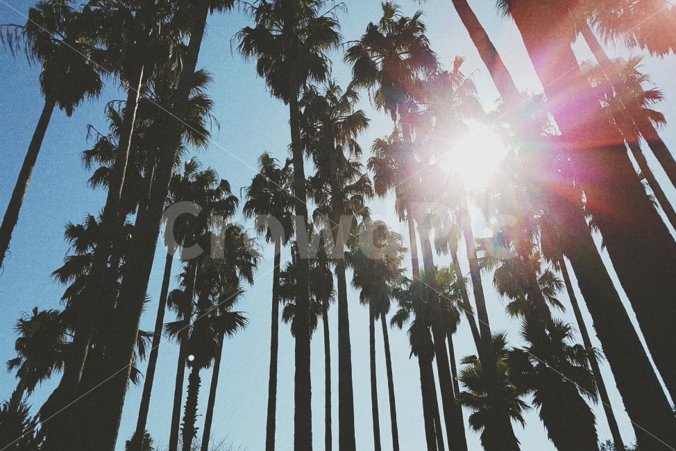 나무,빛,태양,하늘,자연,제주도,tree,sky,자연,풍경,nature,landscape,여행,휴가,traveling,vacation,trip,light,flare,플레어
