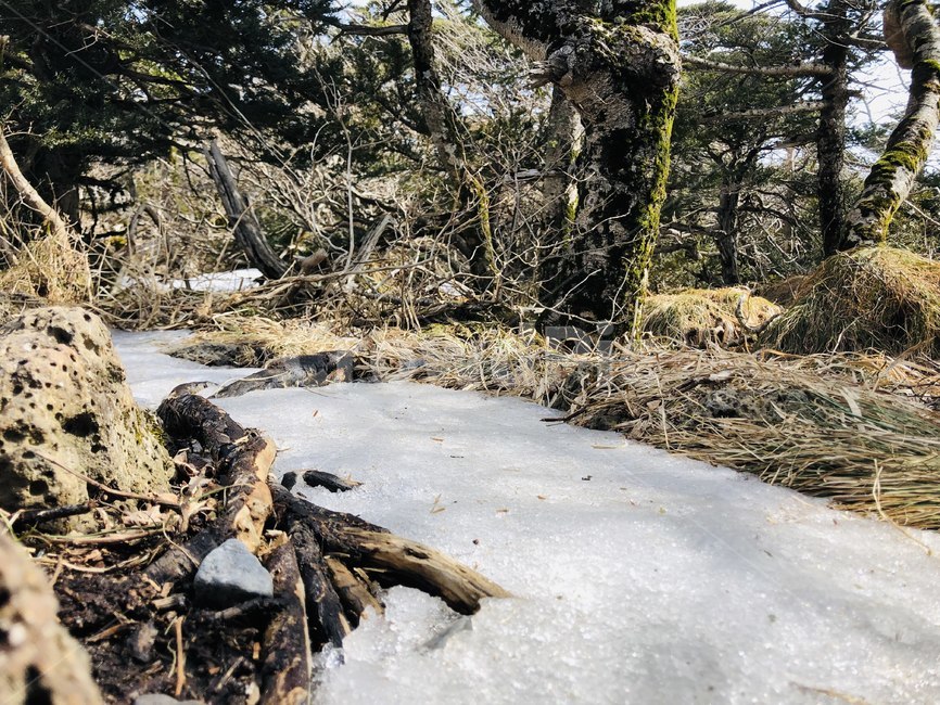 자연,나무,바위,감성,이국적,풀,숲,산,자연,풍경,nature,landscape,wood,tree,plant,식물