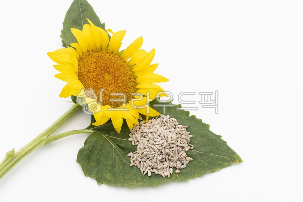 해바라기,해바라기씨,해바라기잎,노란꽃,해바라기씨앗,해바라기꽃,sunflower,seed,sunflowerseed