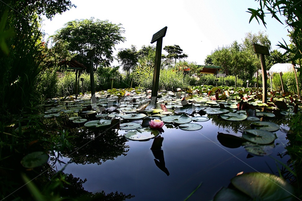 연꽃,lotus,원주허브팜,허브팜,허브정원,식물,자연,plants,nature,꽃,flower