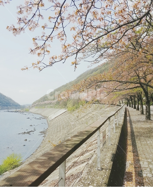 봄,벛꽃,벚꽃길,cherryblossoms,따스한