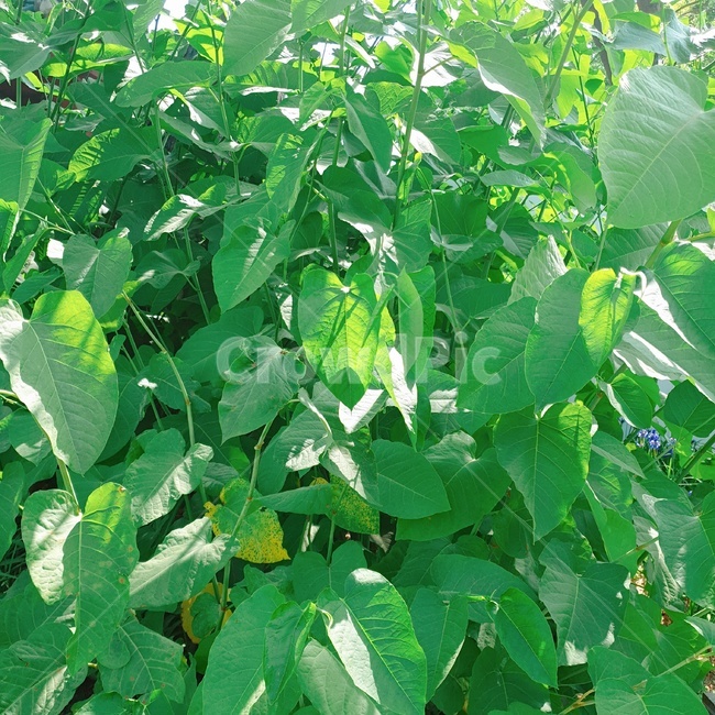 초록,green,여름,자연,색
