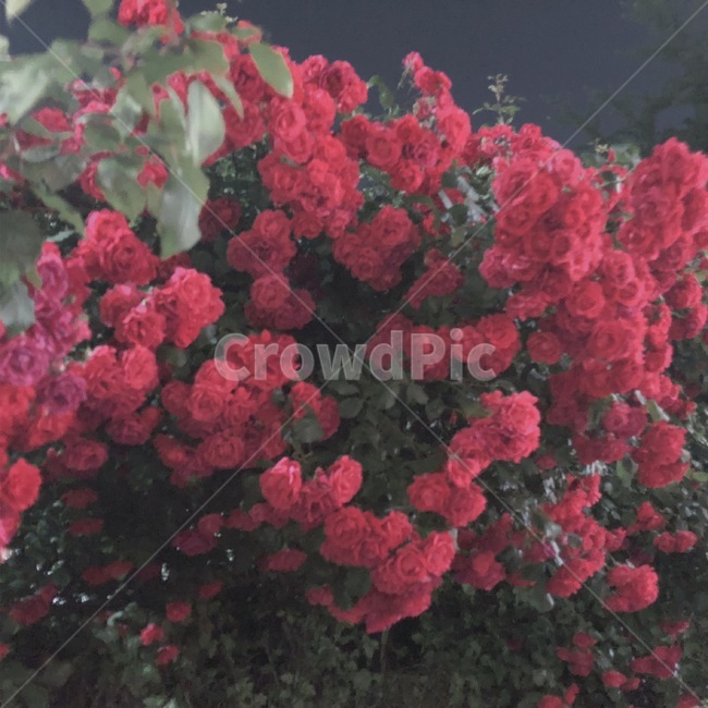 장미,밤,꽃,식물,풍경,flower,꽃말,rose,감성,사랑,고백,아름다움,매혹적,정렬,식물,자연,plants,nature,꽃,flower