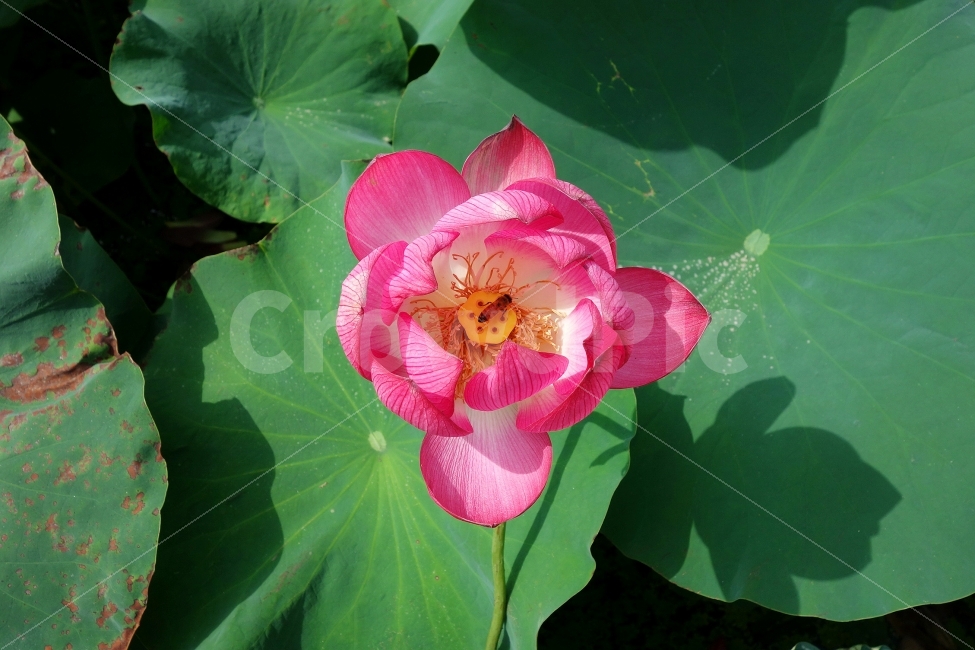 자연,풍경,연꽃,여름,꽃,풍경사진,감성,그림자,초록,분홍,식물,자연,plants,nature,꽃,flower,동물,animal,곤충,벌레,insect,bug
