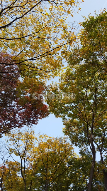 나무,단풍,가을,자연,tree