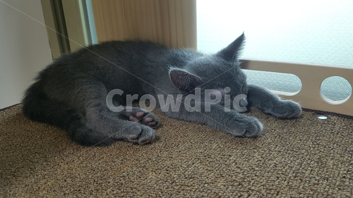 고양이,야옹이,냥냥이,러시안블루,아기고양이,cat,kitten,포도젤리,잠자는고양이,sleepingcat,아깽이,똥고양이