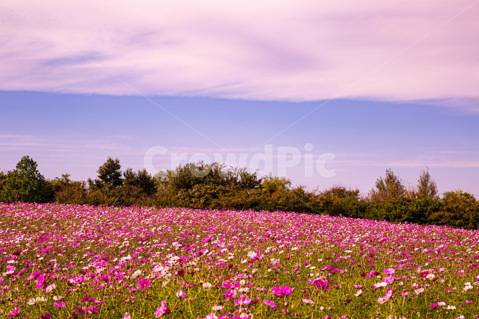 가을,꽃,들꽃,붉은,노랑,보라,나들이,들,옥외,자연,꽃잎,식물,보라색,flower,blossom,outdoor,가을,계절,fall,autumn,season,자연,풍경,nature,landscape,식물,plants,꽃,flower,grassland,목초지,field,outdoors