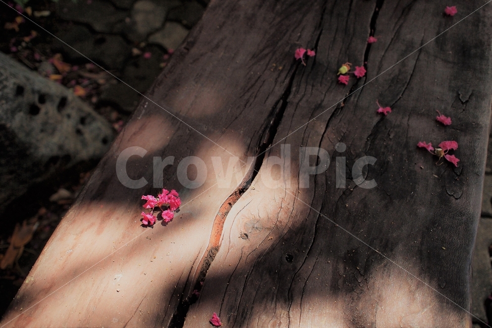 꽃잎,꽃,낙화,필름,감성,배롱나무꽃,분홍색,식물,자연,plants,nature,꽃,flower,감성,sensible,feeling