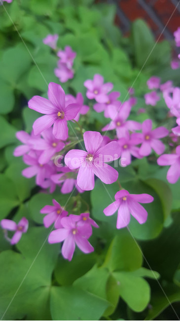 꽃,생화,야생화,근접,flower