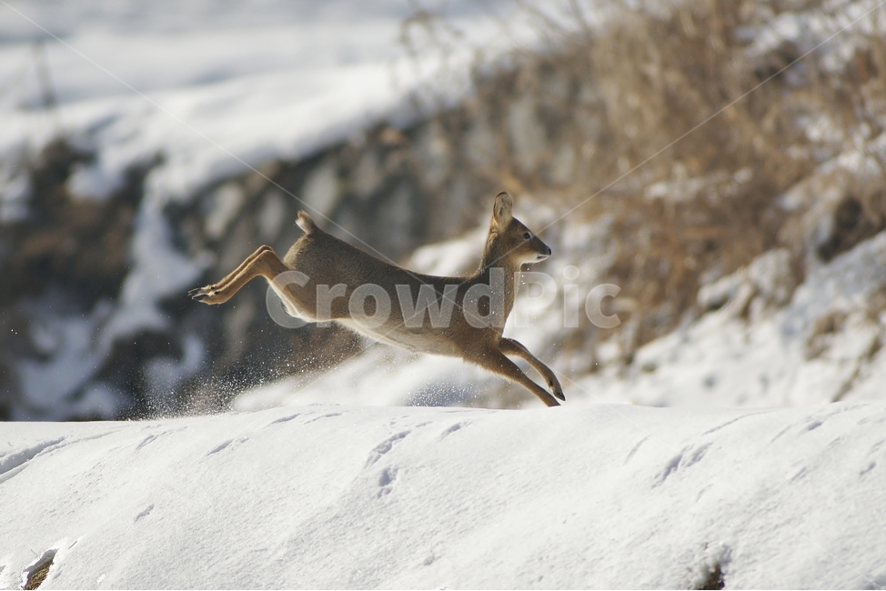 고라니,질주,야행성,동물,설경,겨울,계절,winter,season,동물,animal,포유류,mammal
