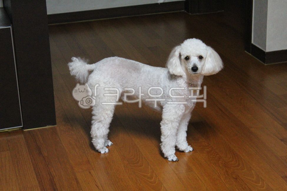 바라보기,감성,푸들,미니어처푸들,poodle,크림색푸들,반려동물,애완동물,dog,개,mammal,포유류,animal,pet,동물,wood,목재,hardwood,견목,floor,바닥,flooring,동물,animal,포유류,mammal,개,강아지,dog,doggy