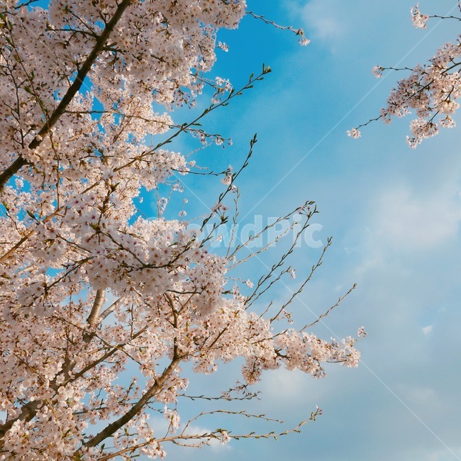 벚꽃,봄,체리블러썸,cherryblossom,하늘,꽃,spring,꽃구경,나들이,봄,계절,spring,season,자연,풍경,nature,landscape,plant,식물,blossom,cherry blossom,flower