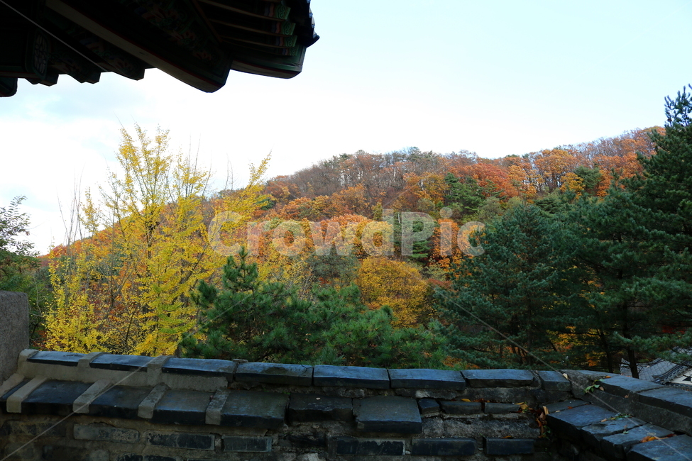 남한산성,산성,성벽,자연,풍경,가을,단풍,나무,공원,가을,계절,fall,autumn,season,tree,plant,식물