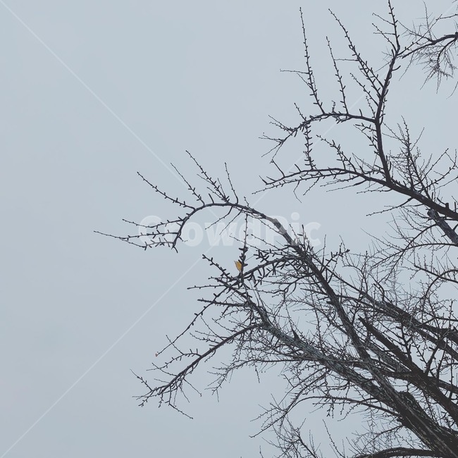 겨울,나무,겨울나무,tree,가지