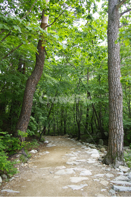 산길,길,숲,나무,초록,자연,풍경,nature,landscape,tree,plant,식물,tree trunk,나무 줄기,path,통로