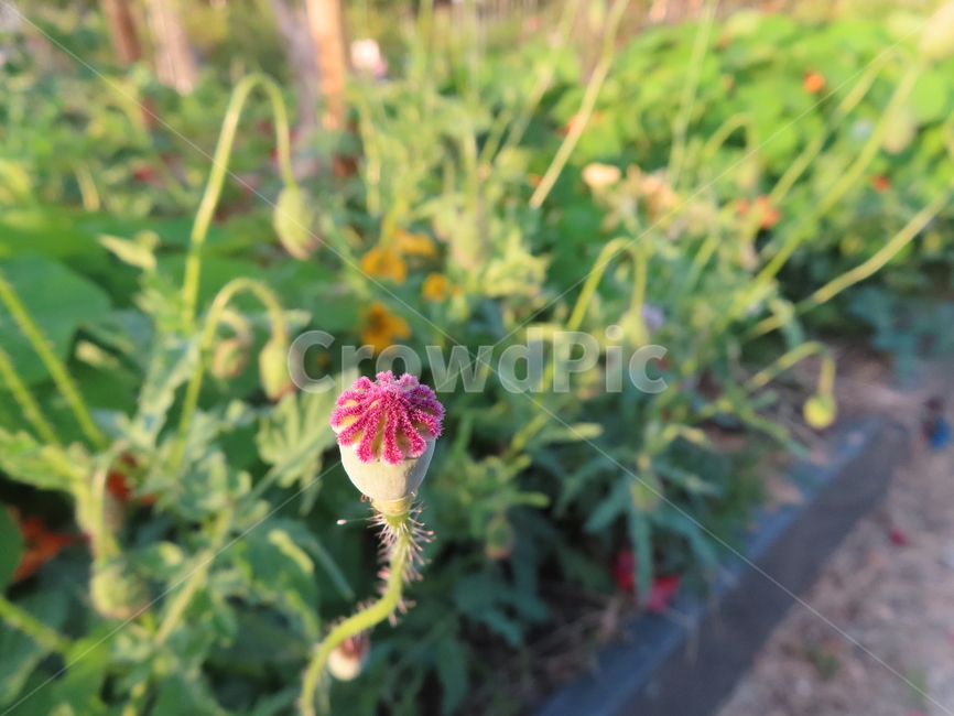 양귀비,봉우리,식물,자연,공원,귀여운,아름다움,작다,poppies,peaks,plants,nature,parks,pretty,small