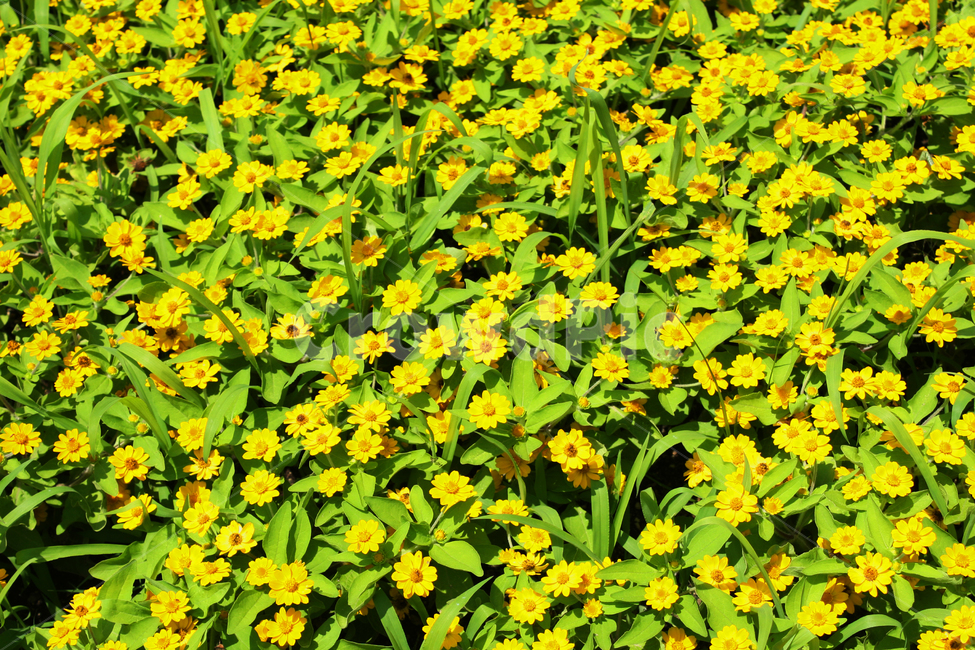 꽃,식물,꽃밭,자연,수목원,힐링,감성,노란꽃,식물,자연,plants,nature,꽃,flower