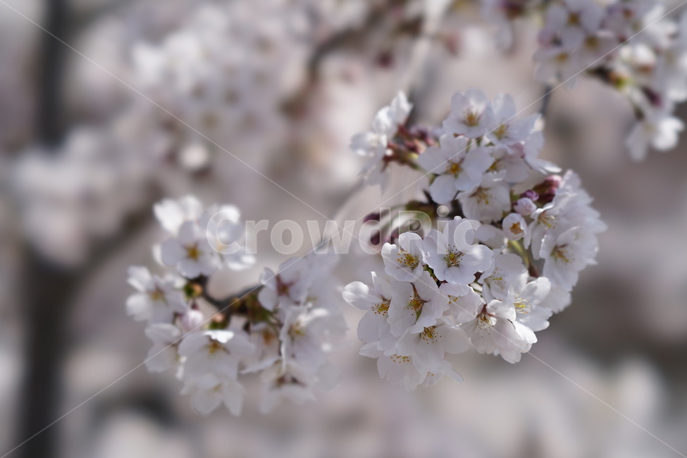 꽃,봄,계절,식물,plent,flower,자연,벚꽃,하얀색