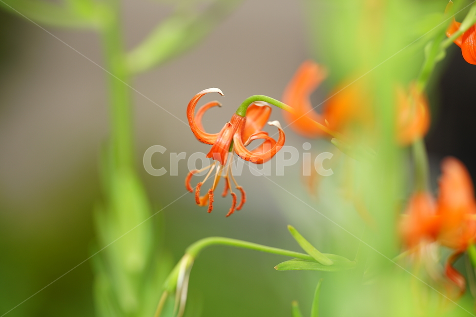 꽃,플라워,나리꽃,계절,생명,식물,주황,오렌지빛,자연,접사,감성,flower,색감,컬러,식물,자연,plants,nature,꽃,flower