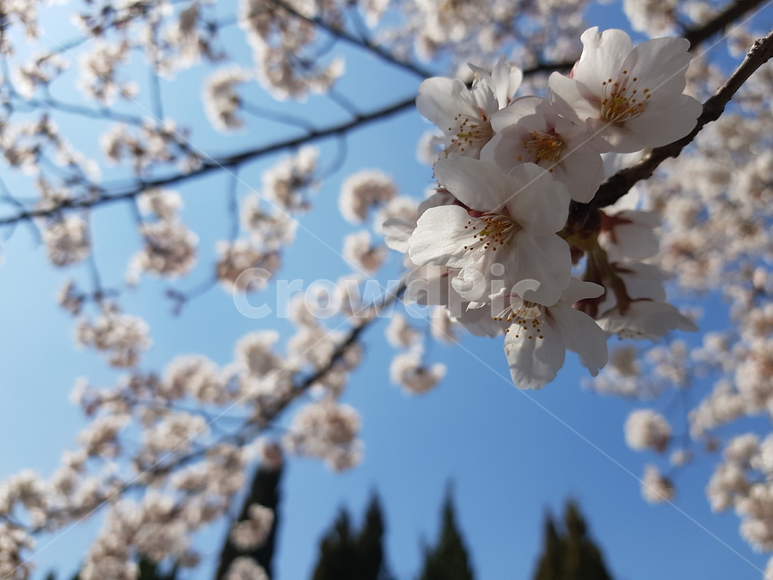 cherryblossom,blossom,벚꽃,꽃,flower,봄,spring,벚꽃나무,식물,plant,pollen