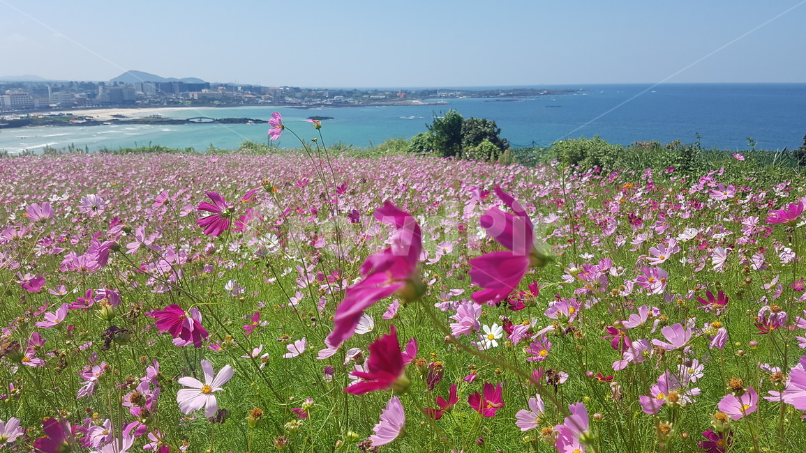 코스모스,바다,꽃,제주,가을,flower,jeju,fall,cosmos,sea,자연,식물