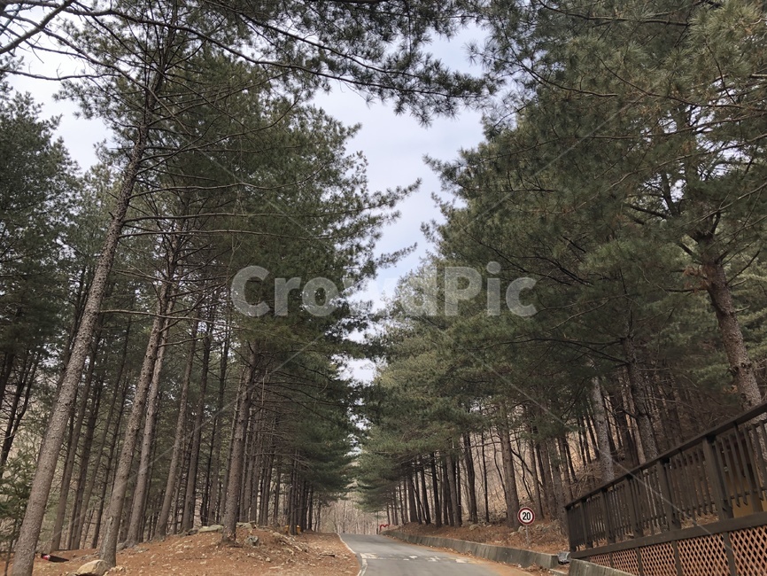road,도로,나무,tree,숲,자연,풍경,nature,landscape,나무,trees,wood