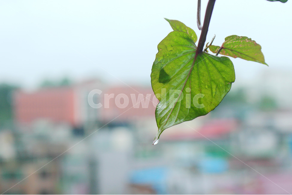 자연,장마,비,풀,풍경,풍경사진,초록,green,식물,자연,plants,nature,비,비오는날,rain,rainy