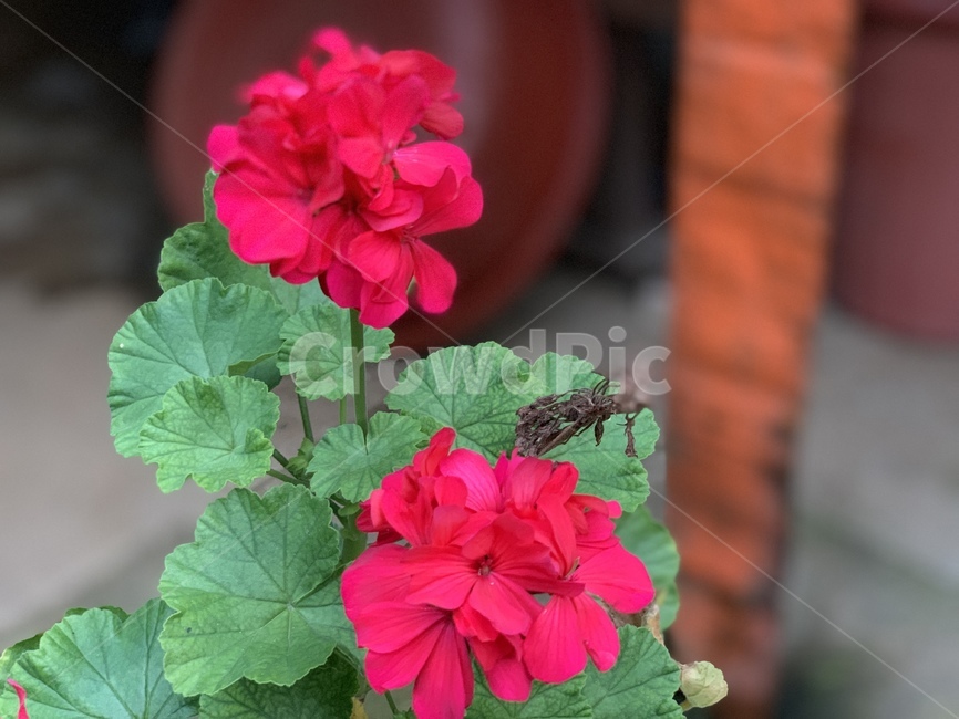 꽃,flower,plant,식물,blossom