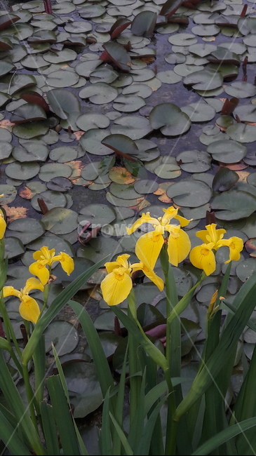 창포꽃,연못,초여름꽃,수련,pond,nymphaeatetragona,꽃,자연,식물,노란꽃