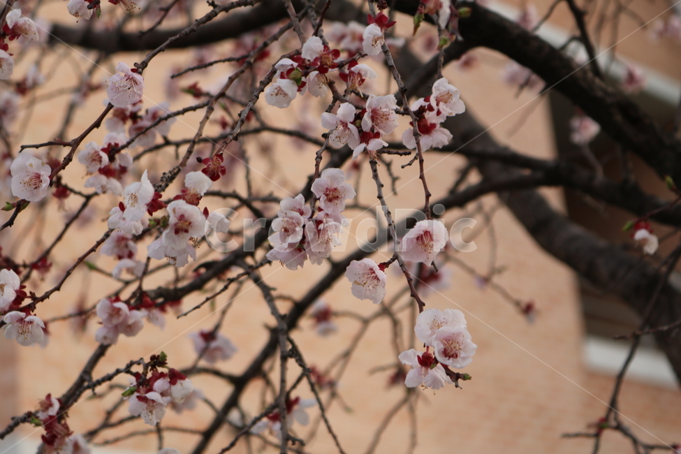 plant,식물,blossom,꽃,flower,벚꽃