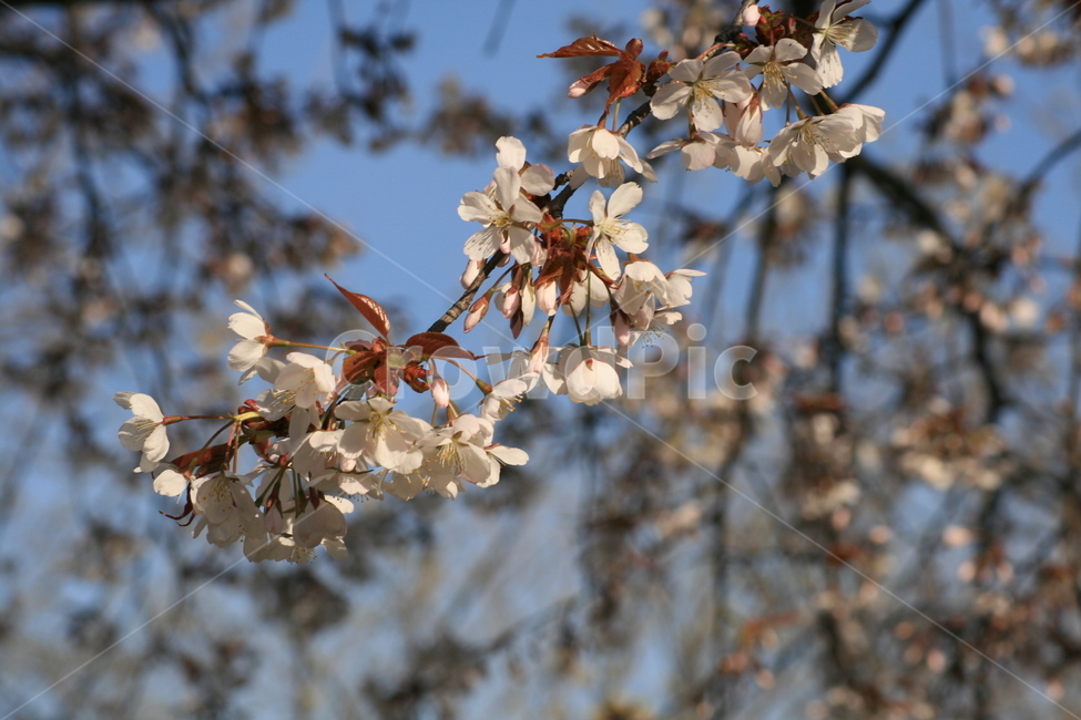 나무,벚꽃,하늘,파란색,푸른,봄,꽃잎,자연,plant,식물,flower,꽃,blossom,식물,자연,plants,nature,꽃,flower