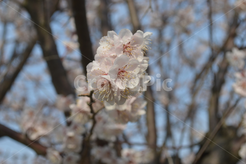 벚꽃,벚꽃나무,cherryblossom,연분홍,babypink,나무,벚,벚나무,blossom,blossoms,cherryblossoms,봄,계절,spring,season,식물,자연,plants,nature,꽃,flower,plant